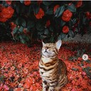 ���������� �����, ���� ������� �������, 41 ���, ������������ 