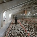 ���������� ������, ���� ������� �����, 48 ���, ������������ ��� ������, ����� � ���������, c�������� ���������