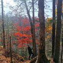 ���������� �����������, ���� ������� �������, 41 ���, ������������ ��� ����� � ���������, c�������� ���������