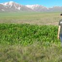 ���������� �����, ���� ������� Alex, 40 ���, ������������ ��� ������, ����� � ���������, c�������� ���������