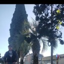 ���������� ������, ���� ������� �������, 41 ���, ������������ ��� ����� � ���������, c�������� ���������