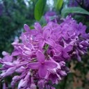 ���������� �������, ���� ������� ����, 36 ���, ������������ ��� ������