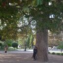 ���������� �����������, ���� ������� ����, 38 ���, ������������ ��� ������, ����� � ���������