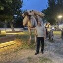 ���������� ����������, ���� ������� Sadiq, 66 ���, ������������ ��� ������, ����� � ���������