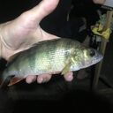 ���������� ������, ���� ������� �������, 38 ���, ������������ ��� ����� � ���������, c�������� ���������