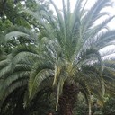 ���������� ������ �����, ���� ������� �����, 44 ����, ������������ ��� ������, ����� � ���������, c�������� ���������