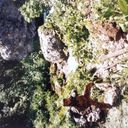 ���������� ����, ���� ������� �����, 50 ���, ������������ ��� ������