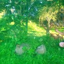 ���������� ���������, ���� ������� ������, 36 ���, ������������ ��� ����� � ���������, c�������� ���������