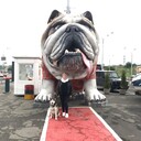 ���������� ����, ���� ������� ��������, 52 ����, ������������ ��� ������, ����� � ���������, c�������� ���������