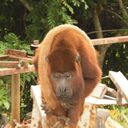 ���������� Cerrillos, ���� ������� ������ Rose, 39 ���, ������������ ��� ������, ����� � ���������