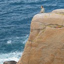 ���������� ������, ���� ������� ����, 60 ���, ������������ ��� ����� � ���������, c�������� ���������