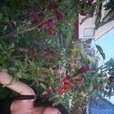 ���������� �����������, ���� ������� ����������, 40 ���, ������������ ��� c�������� ���������