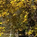 ���������� ��������, ���� ������� �����, 60 ���, ������������ ��� ������, ����� � ���������, c�������� ���������