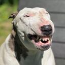 ���������� �����-���������, ���� ������� ����, 44 ����, ������������ 