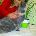 ���������� ������, ���� ������� �������, 46 ���, ������������ ��� ������