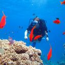 ���������� �����-���������, ���� ������� �����, 29 ���, ������������ ��� ������