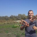 ���������� �������, ���� ������� �������, 50 ���, ������������ ��� ����� � ���������, c�������� ���������