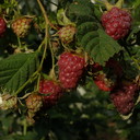 ���������� �������, ���� ������� Lasha, 35 ���, ������������ ��� ����� � ���������, c�������� ���������