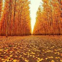 ���������� �����-���������, ���� ������� ����, 36 ���, ������������ ��� ������, ����� � ���������, c�������� ���������