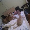  ,   , 62 ,   ,   , c , 