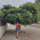 ���������� �����, ���� ������� ������, 39 ���, ������������ ��� ������, ����� � ���������