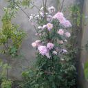  ,   Adil, 73 ,   , 