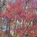 ���������� ������������, ���� ������� ����, 43 ����, ������������ ��� ������, ���������