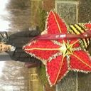 ���������� ������, ���� ������� Vitek34, 34 ����, ������������ ��� ������, ����� � ���������, c�������� ���������