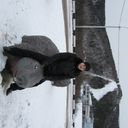 ���������� ������ ��������, ���� ������� �����, 38 ���, ������������ ��� ����� � ���������, c�������� ���������