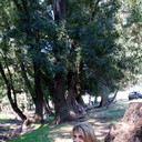 ���������� ������, ���� ������� ����, 39 ���, ������������ ��� ����� � ���������, c�������� ���������