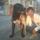 ���������� ������, ���� ������� �����, 38 ���, ������������ ��� ������