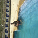  ,   Ramin, 37 ,   ,   , c 