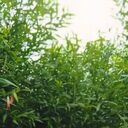 ���������� ������, ���� ������� �����, 38 ���, ������������ ��� ������, ����� � ���������