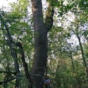 ���������� �����������, ���� ������� ����, 38 ���, ������������ ��� ����� � ���������, c�������� ���������