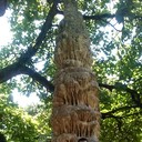 ���������� ����, ���� ������� Boba, 48 ���, ������������ ��� ������, ����� � ���������, c�������� ���������