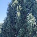 ���������� ������, ���� ������� �����, 40 ���, ������������ ��� ���������