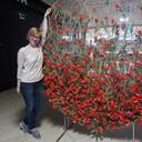 ���������� ������, ���� ������� �������, 52 ����, ������������ ��� c�������� ���������