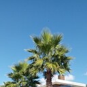 ���������� ����, ���� ������� ���������, 40 ���, ������������ 