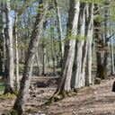 ���������� ������, ���� ������� Achi, 29 ���, ������������ ��� ������, ����� � ���������, c�������� ���������