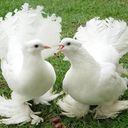 ���������� �����-���������, ���� ������� �����, 40 ���, ������������ ��� ������, ����� � ���������, c�������� ���������