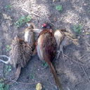 ���������� �������, ���� ������� Kaxeti555, 37 ���, ������������ ��� ������