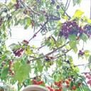 ���������� �������, ���� ������� �����, 56 ���, ������������ ��� ������, ����� � ���������, c�������� ���������