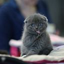 ���������� ������, ���� ������� Aidar, 41 ���, ������������ ��� ������