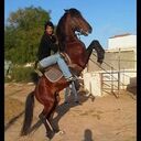 ���������� �����, ���� ������� Sabel, 35 ���, ������������ ��� ������, ����� � ���������