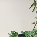 ���������� ������, ���� ������� ��������, 34 ����, ������������ ��� ������, ����� � ���������, c�������� ���������