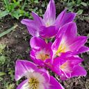 ���������� �����, ���� ������� Vita, 38 ���, ������������ ��� ������, ����� � ���������