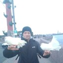 ���������� �����-���������, ���� ������� ������, 36 ���, ������������ ��� ������, ����� � ���������, c�������� ���������, ���������