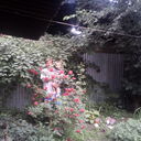 ���������� ������, ���� ������� �������, 49 ���, ������������ ��� ����� � ���������, c�������� ���������