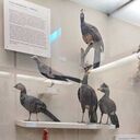 ���������� �����-���������, ���� ������� �����, 40 ���, ������������ ��� ������, ����� � ���������