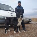 ���������� �����������-��-�����, ���� ������� ���������, 36 ���, ������������ ��� ���������